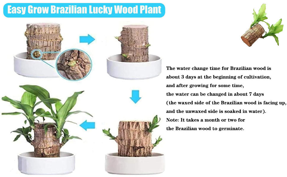 Brazilian Lucky Wood