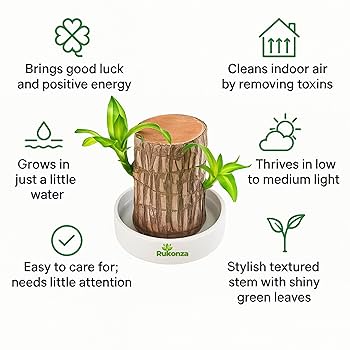 Brazilian Lucky Wood